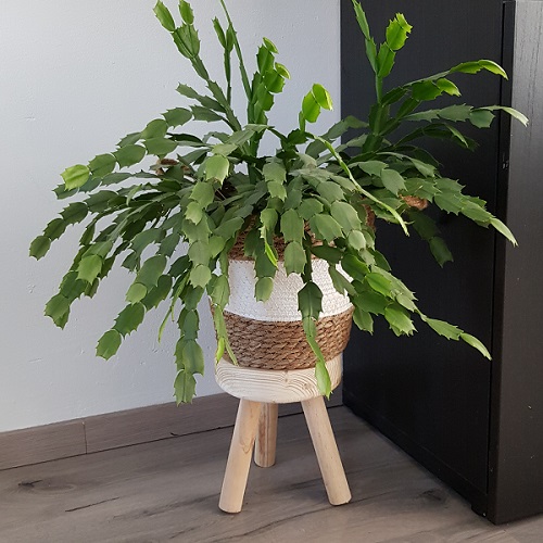 madetobedifferentNL tabouret décoratif en bois massif, trépied, diamètre 17,5 cm